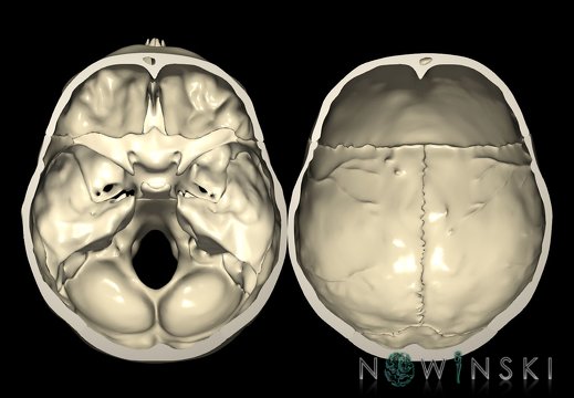 G9T22.3-22.6.TwoViewSkullBase-Top