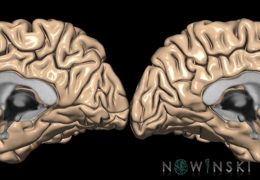 G9.T3.2-3.3.TwoViewCerebrum.Nonparcellated