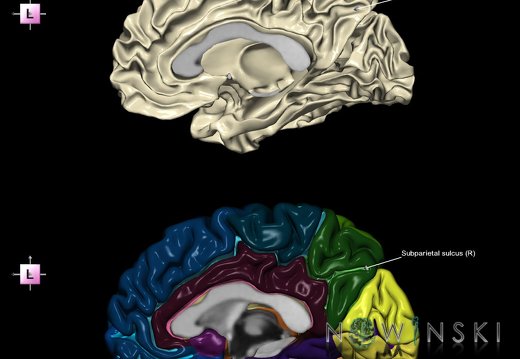 G9.T7.21.DualImageSulci.Subparietal sulcus right